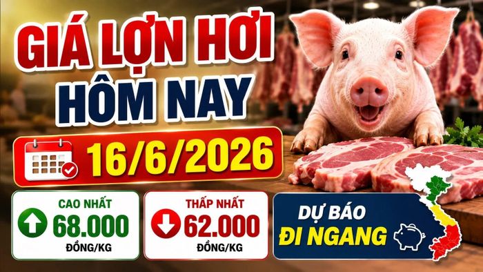 Cập nhật giá lợn hơi 3 miền sáng ngày 16/6/2026. Hình minh họa
