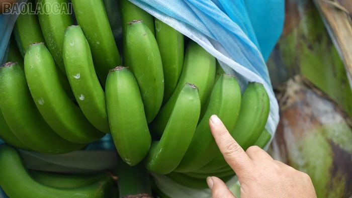 Chuối mẫu mã đẹp.