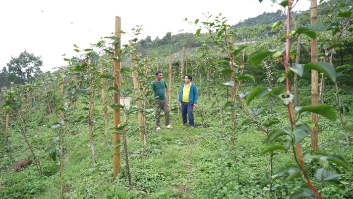 Cây chanh leo được nhân rộng đến các thôn Dì Thàng và Bản Ngồ Thượng.