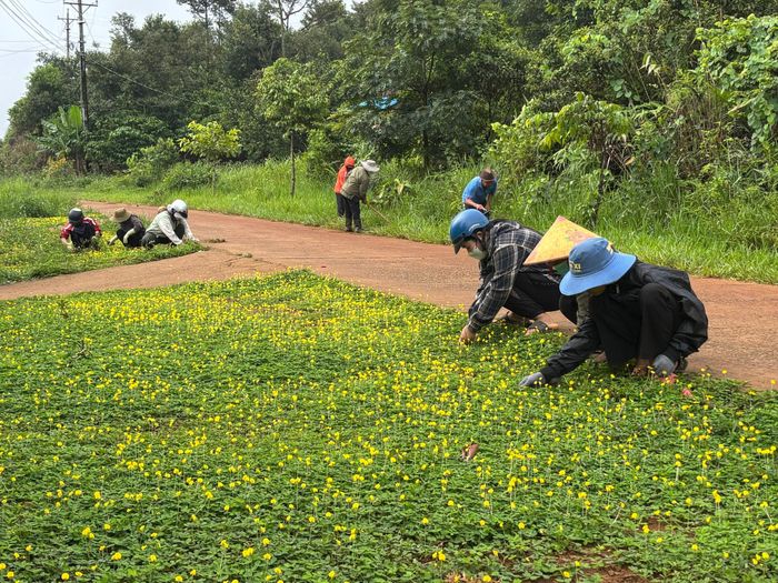 Trồng hoa, cây ven đường làm đẹp không gian sống