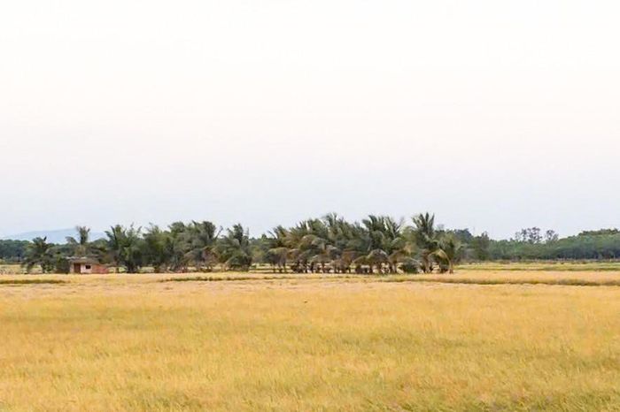 Cánh đồng Đức Linh, Nam Thành - nơi giông sét thường xảy ra.
