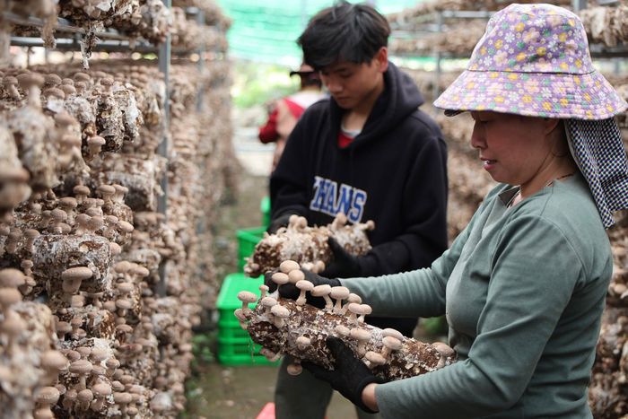 Đam Rông 1 hiện là một trong những địa phương dẫn đầu khu vực về phát triển nông nghiệp công nghệ cao tại khu vực