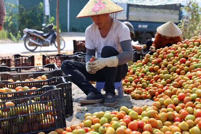 Các mô hình trồng cà chua áp dụng công nghệ cao mang lại thu nhập cao cho người dân Đam Rông 1