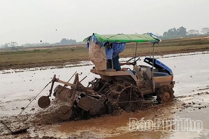 Bà con nông dân xã Thọ Văn làm đất chuẩn bị gieo cấy vụ Mùa.