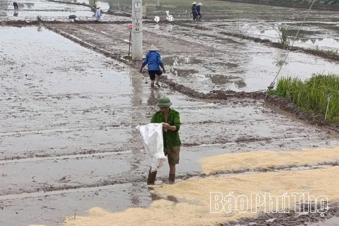 Nông dân xã Thọ Văn xuống giống trong mô hình liên kết khảo nghiệm giống lúa mới.
