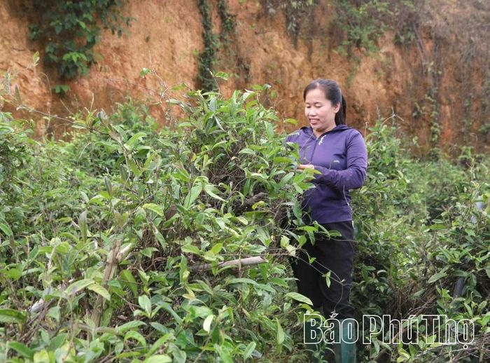 Nông dân thôn Tây Sơn tích cực áp dụng các phương thức sản xuất thân thiện với môi trường, hướng tới phát triển nông nghiệp xanh.