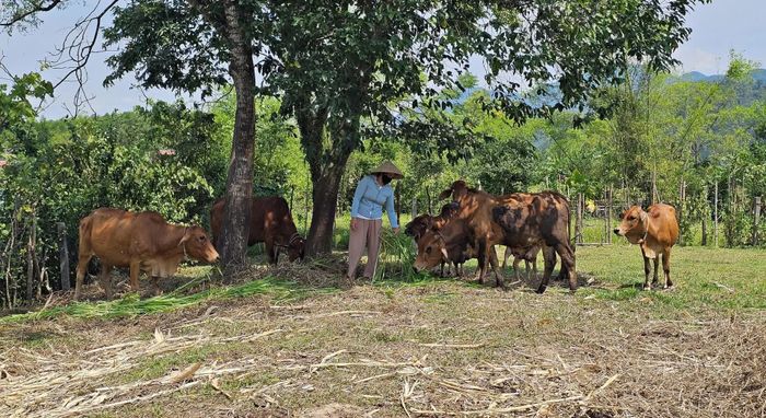 Mô hình chăn nuôi bò sinh sản kết hợp bò vỗ béo của chị Lê Thị Huệ, thôn Hà Lương, xã Ba Lòng - Ảnh: L.A