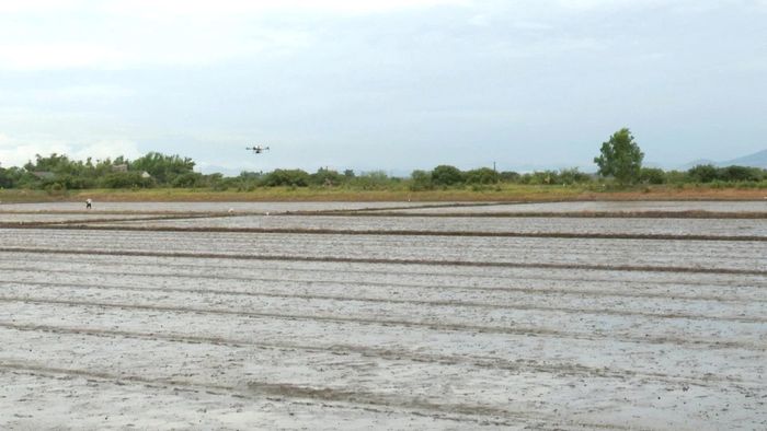Thiết bị bay không người lái giúp nông dân xã Diên Sanh giảm chi phí và bảo đảm sức khỏe khi canh tác lúa - Ảnh: Đ.V