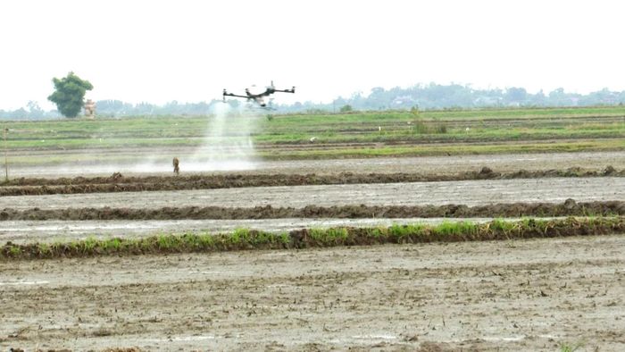 Thiết bị bay không người lái giúp nông dân xã Diên Sanh giảm chi phí và bảo đảm sức khỏe khi canh tác lúa - Ảnh: Đ.V