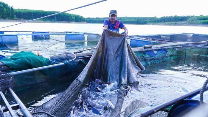 Việc nuôi nhiều loại cá trong lồng theo quy trình đặc biệt đã thu hút thực khách đến với mô hình "từ lồng nuôi đến bàn ăn" của anh Trần Viết Tý - Ảnh: L.T