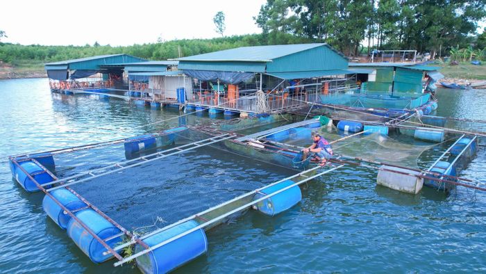 Nuôi cá lồng kết hợp phục vụ ẩm thực tại chỗ tạo thu nhập ổn định cho gia đình anh Trần Viết Tý, xã Hiếu Giang - Ảnh: L.T