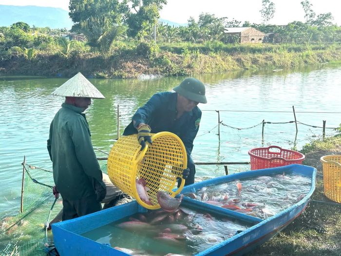 Nhờ chủ động khâu liên kết nên sản phẩm của trang trại chị Hoàng Thị Nga được thương lái thu mua tận nơi - Ảnh: Thùy Trang