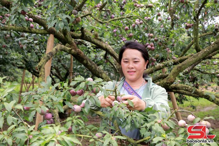 Nông dân phường Thảo Nguyên thu hái mận hậu.