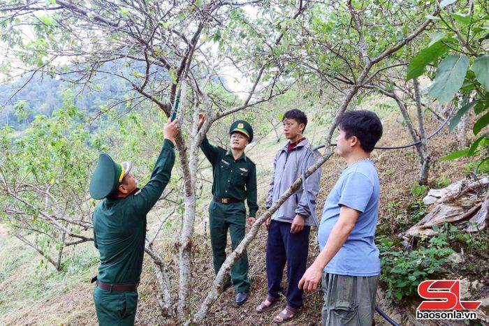 Cán bộ Đồn Biên phòng Chiềng Tương hướng dẫn nhân dân chăm sóc cây mận.