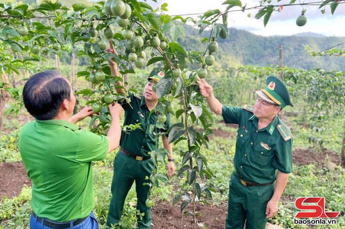 Cán bộ Đồn Biên phòng Mường Lèo hướng dẫn nhân dân cách chăm sóc cây chanh leo.