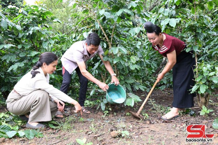 Cán bộ Trung tâm Dịch vụ tổng hợp xã Muổi Nọi hướng dẫn người dân bón phân cho cà phê.