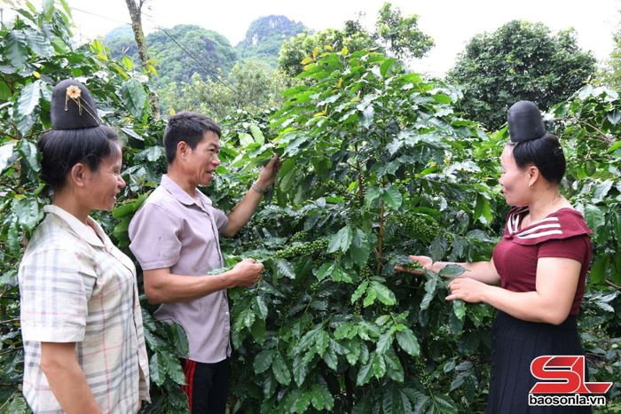 Người dân xã Muổi Nọi chia sẻ cách chăm sóc cà phê giai đoạn quả non