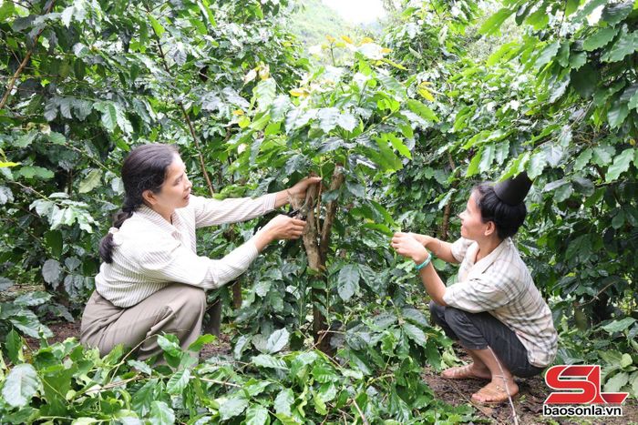 Cán bộ Trung tâm Dịch vụ tổng hợp xã Muổi Nọi hướng dẫn người dân tỉa cành cà phê