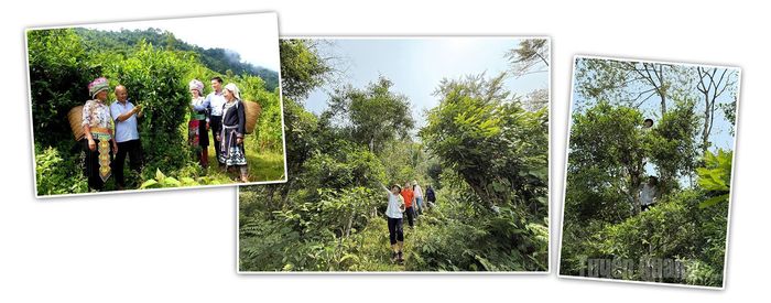 Chè Shan tuyết vừa là thức uống quen thuộc, vừa trở thành nguồn thu nhập chính với đồng bào vùng cao Tuyên Quang.