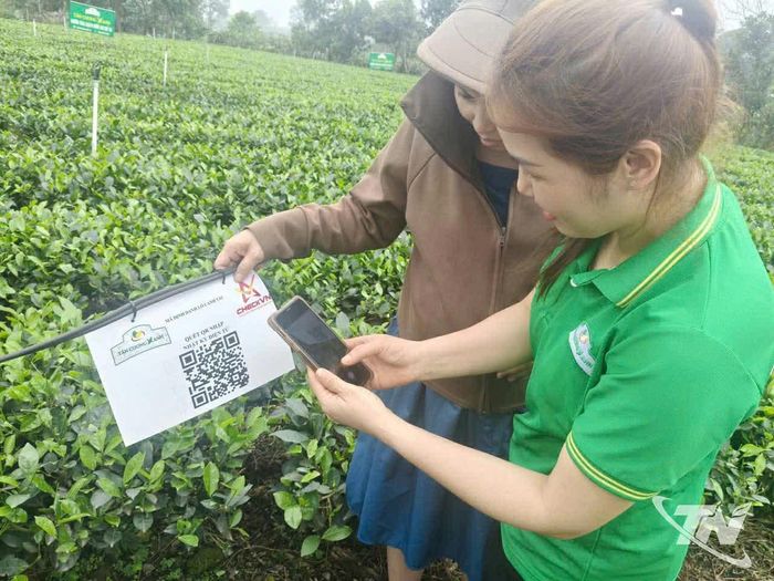 Mã định danh lô canh tác được HTX Tân Cương Xanh áp dụng để quản lý và truy xuất nguồn gốc sản phẩm chè