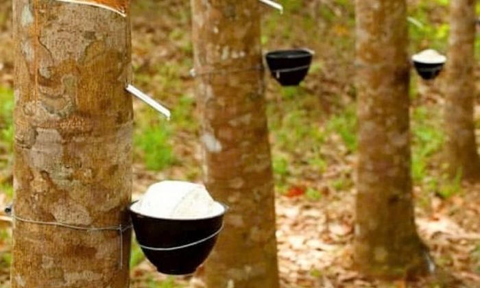 Giá cao su tại châu Á hôm nay tăng nhẹ. Ảnh minh họa
