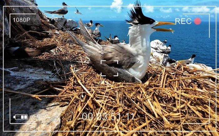 Ban quản lý VQG Côn Đảo nỗ lực giữ gìn bảo tồn tài nguyên đa dạng sinh học rừng, biển, đất ngập nước. Nguồn: VTV