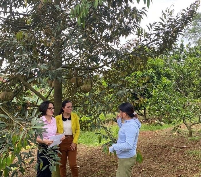  Chị Đinh Thị Thu Hiền - nhân viên tín dụng ( ngoài cùng bên trái) kiểm tra hiệu quả vốn tín dụng đầu tư trồng sầu riêng tại Gia Lai 