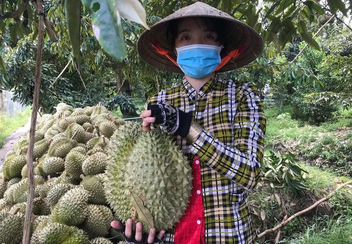 Thu hoạch sầu riêng ở vùng ĐBSCL.