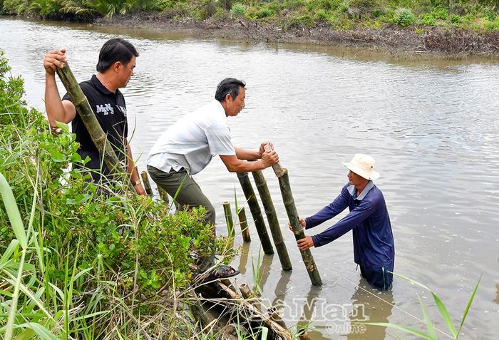 Người dân cùng nhau gia cố bờ kè bằng tre, chủ động phòng chống sạt lở bờ sông, bảo vệ đường giao thông nông thôn.