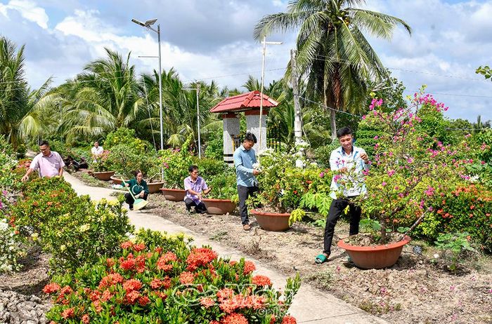 Người dân xã Tân Hưng đồng lòng ra quân dọn vệ sinh, chăm sóc cây cảnh và trồng hoa làm đẹp các tuyến đường quê.