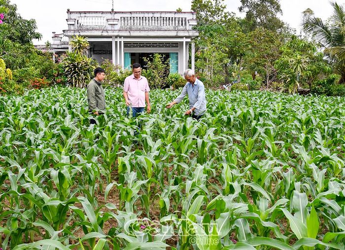 Nông dân tận dụng đất sân nhà trồng bắp và các loại rau màu, vừa làm xanh mát cảnh quan vừa tăng thu nhập.