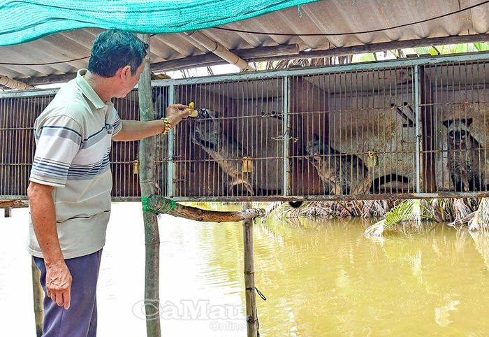 Ông Nguyễn Công Văn, ấp Cái Giếng A, mạnh dạn thay đổi tư duy sản xuất, phát triển kinh tế bền vững với mô hình nuôi chồn hương.