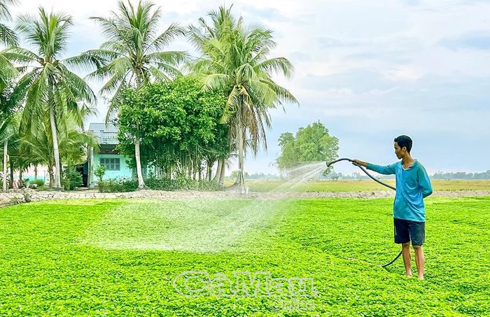 Sản xuất rau má theo tiêu chuẩn VietGAP đòi hỏi người dân Vĩnh Thanh thay đổi tư duy canh tác theo hướng hiện đại, an toàn và bền vững.