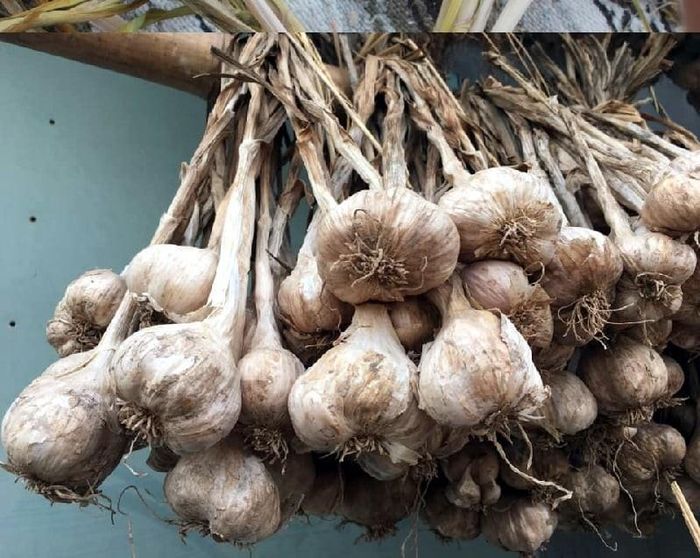 Treo hành, tỏi lên cao. Ảnh minh họa.