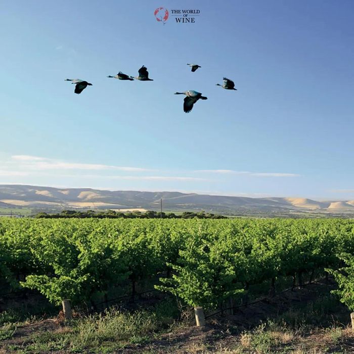 Cape Barren sở hữu những dòng rượu trứ danh như Old Vine Shiraz từ McLaren Vale và các dòng vang trắng thanh mát đến từ vùng cao Adelaide Hills.