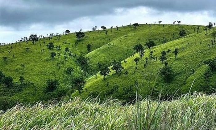 Khu vực rừng giáp ranh giữa Gia Lai cà Đắk Lắk. Ảnh NNGL.