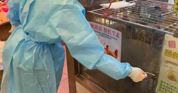 Giới chức Hong Kong đã triển khai các biện pháp kiểm soát dịch bệnh tại chợ, bao gồm vệ sinh, khử trùng toàn bộ khu vực kinh doanh gia cầm sống