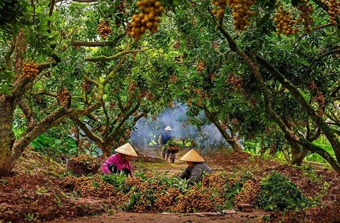 Người dân Hưng Yên thu hoạch nhãn. (nguồn internet)