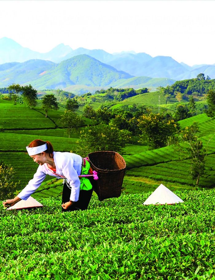 Trong chiến lược phát triển của Phú Thọ là gắn kết chặt chẽ sản phẩm OCOP với hoạt động du lịch.
