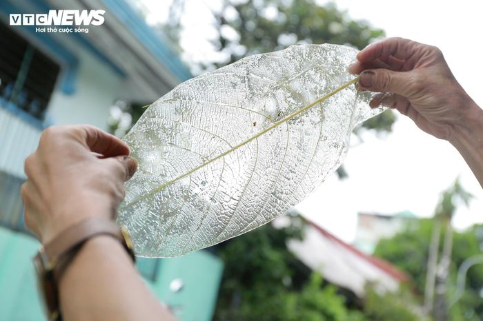 Dưới ánh sáng, những xương của lá bàng rừng mỏng tang trở nên trong suốt, vừa mong manh vừa cuốn hút.