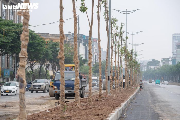 Các loại cây được đưa vào trồng gồm cây chiêu liêu và cây ban. Đây là những loại cây phù hợp với điều kiện đô thị, có khả năng tạo bóng mát và góp phần cải thiện mỹ quan cho tuyến giao thông cửa ngõ phía Tây Bắc Thủ đô.