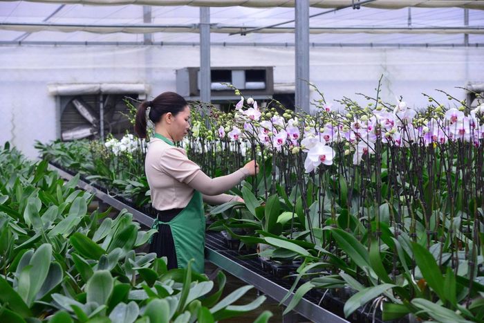 Mô hình trồng hoa lan ứng dụng công nghệ cao xã Quang Minh. Ảnh: Quang Thái