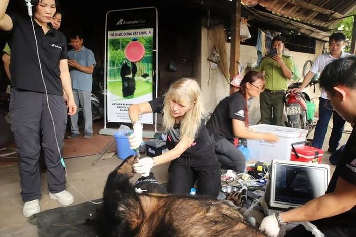 Kiểm tra sức khỏe gấu ngựa trước khi chuyển giao.