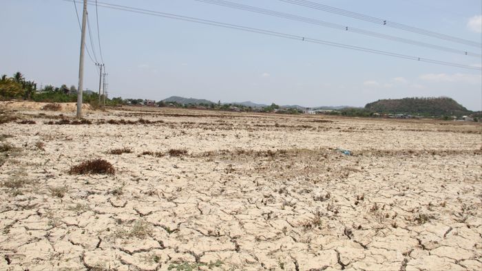  Một cánh đồng lúa bỏ không vì hạn hán tại Trung Bộ vào tháng 4-2024. Ảnh: Tiến Thoại 