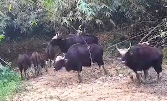  Đàn bò tót tại Suối Kop giáp ranh với Vườn quốc gia Cát Tiên.Ảnh: Cắt từ clip. 