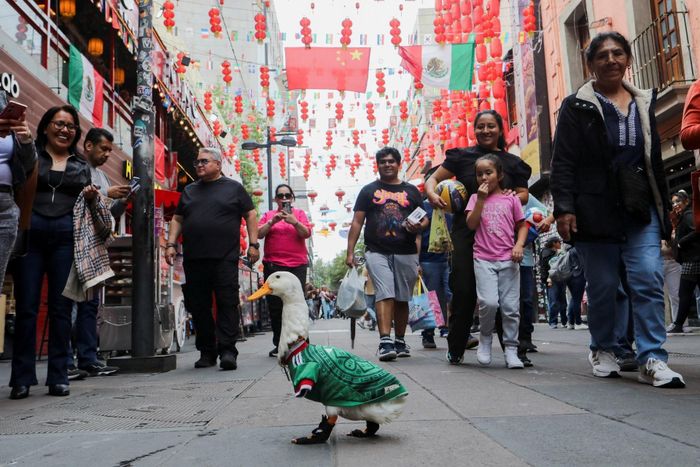 Người dân tập trung xung quanh vịt Merlin ở Mexico City ngày 16/6.