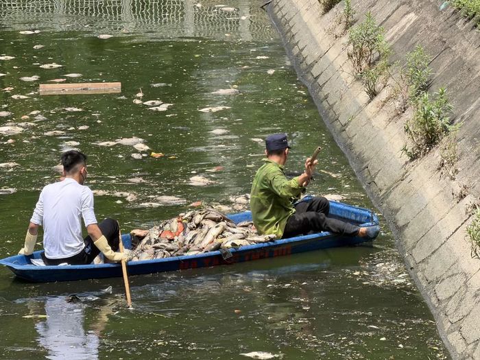 Ngay sau khi sự việc xảy ra, công nhân vệ sinh môi trường đã được huy động để thu gom, vớt xác cá. Ảnh: Nguyễn Cúc-TTXVN