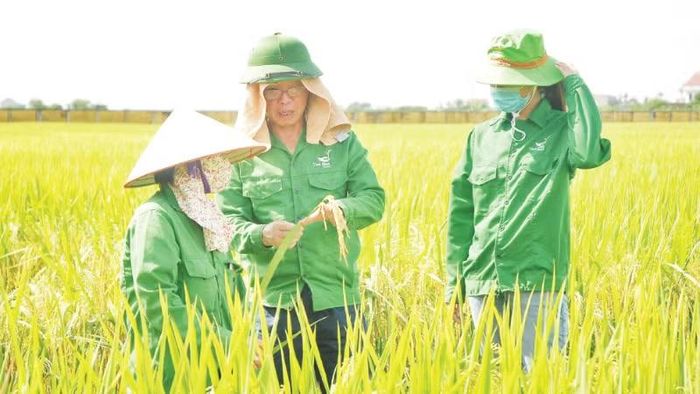 Anh hùng Lao động Trần Mạnh Báo, Chủ tịch Hội đồng quản trị Tập đoàn ThaiBinh Seed (đứng giữa) thăm giống lúa mới do ông nghiên cứu, phát triển. (Ảnh: HOÀNG LINH)