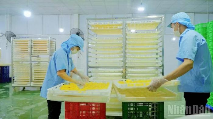 Liên kết sản xuất không chỉ giúp nâng cao chất lượng nông sản, mà còn tạo việc làm ổn định cho người dân địa phương.