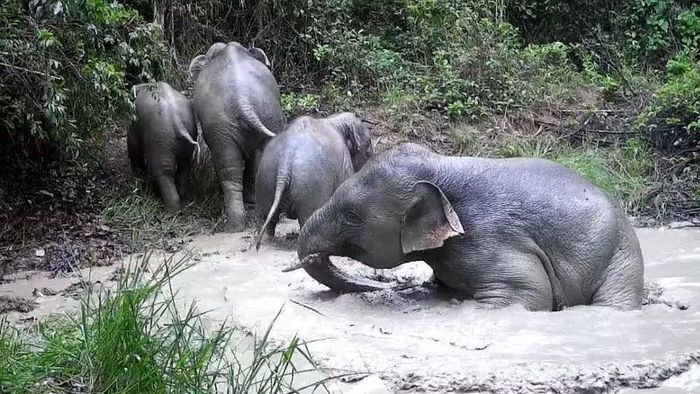 Đàn voi rừng sau khi tắm tại vũng nước đã trở lại rừng.
